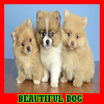 Cover Image of ดาวน์โหลด Beautiful Dog Gallery 1.2 APK