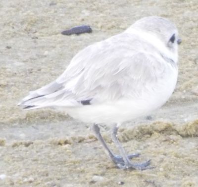 Snowy Plover