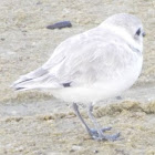 Snowy Plover