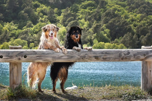 ?Australian Shepherd Wallpapers