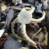 Brittle Star