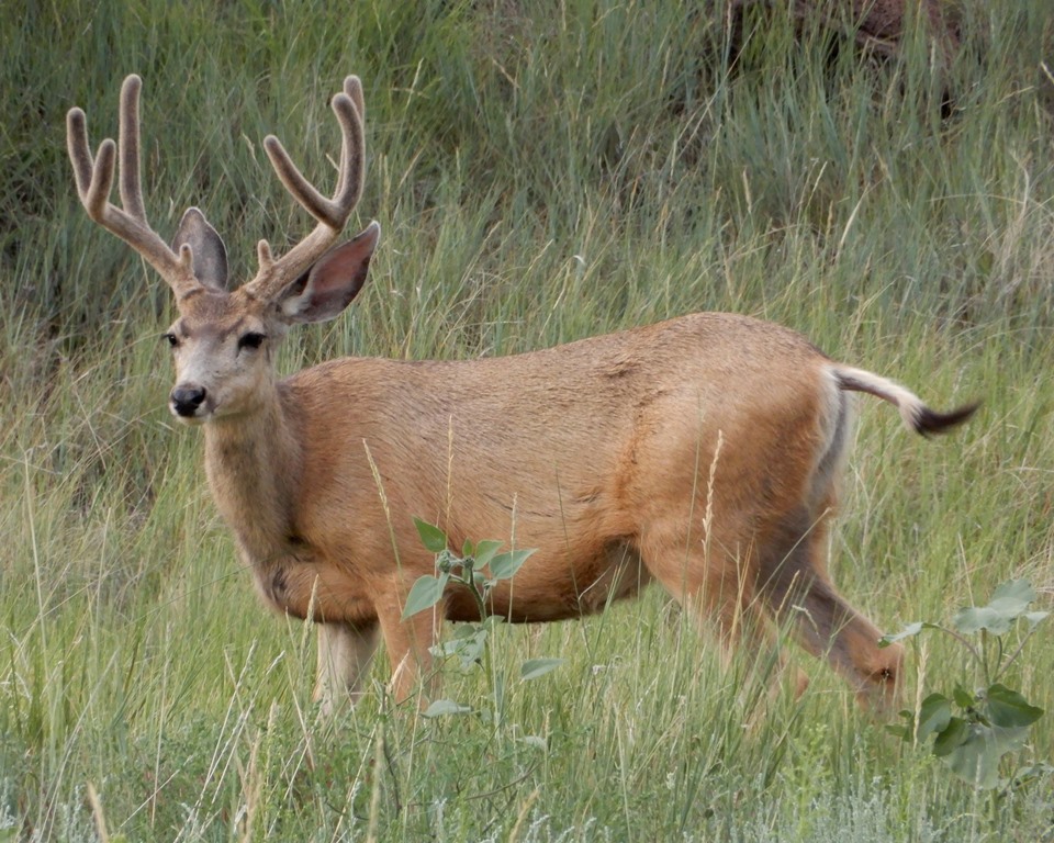 Mule Deer