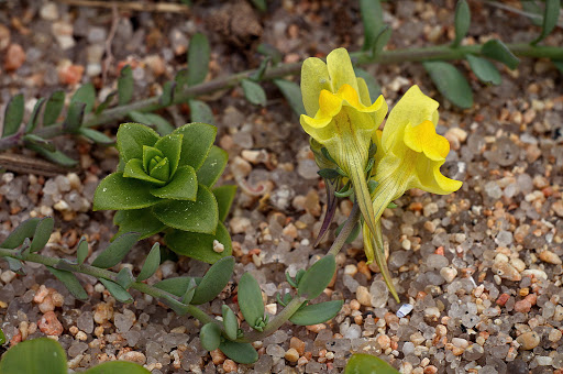 Linaria polygalifolia