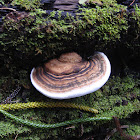 unidentified shelf fungus