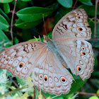 The Grey Pansy