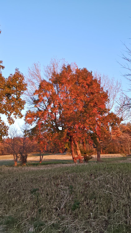 スイフトのロロロさんが投稿したカスタム事例の投稿画像4枚目