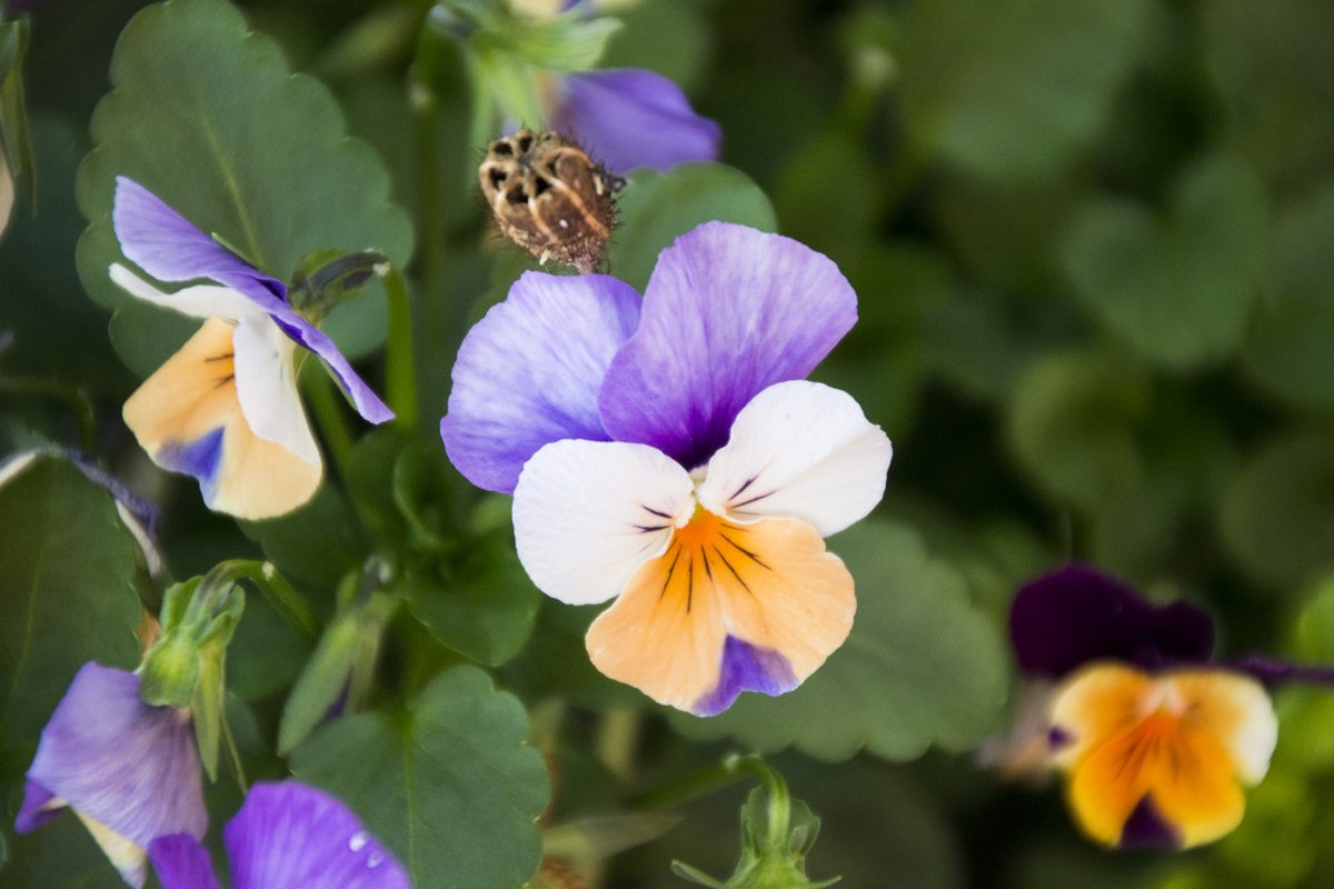 Garden Pansy