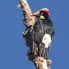 Acorn Woodpecker