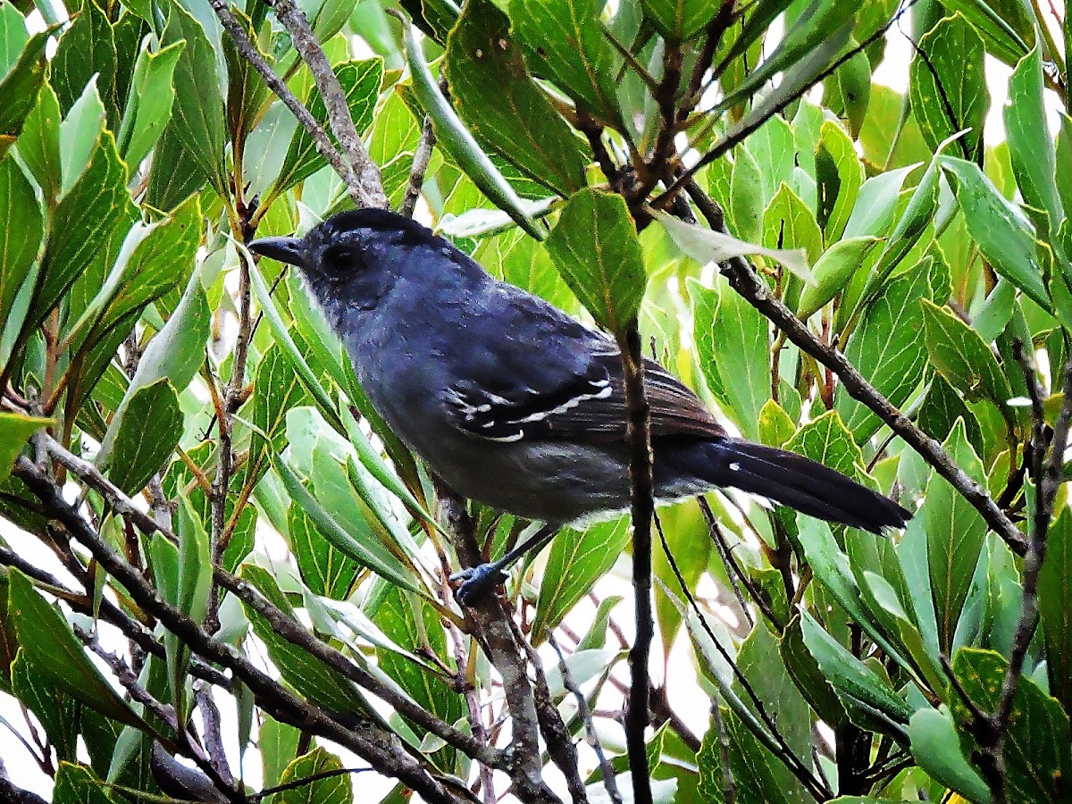 Choca-da-mata (Variable Antshrike)