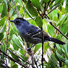 Choca-da-mata (Variable Antshrike)