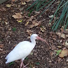 white ibis