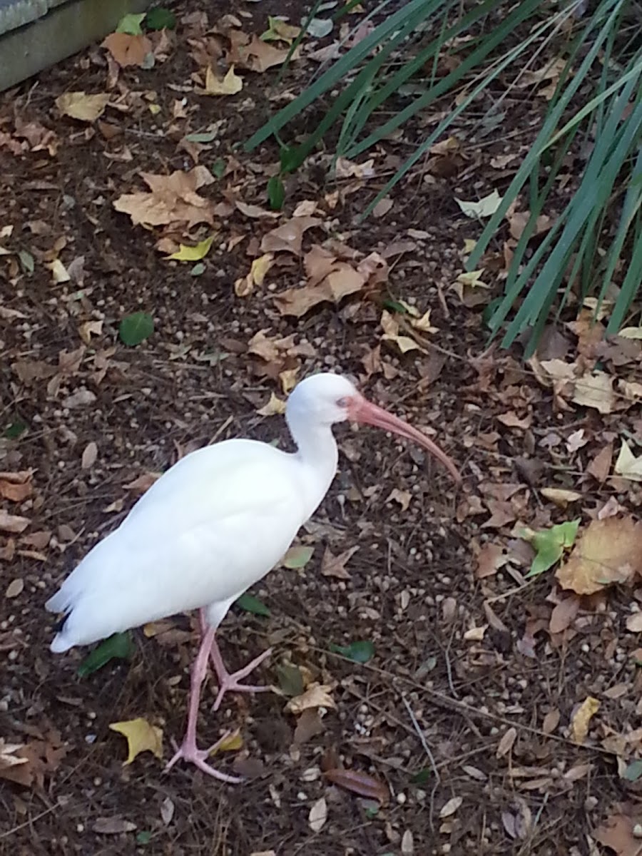 white ibis