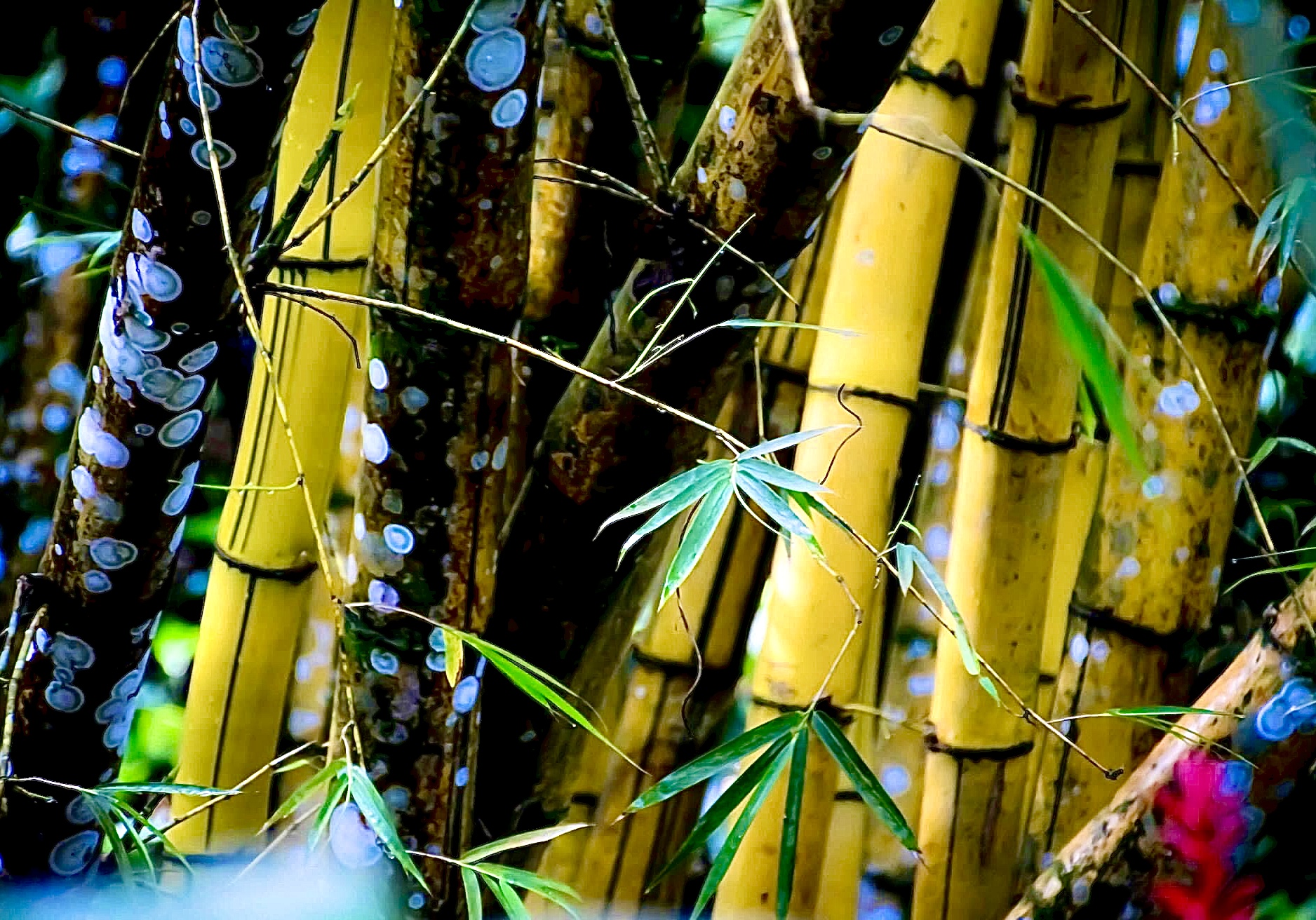 Bamboo di GDM