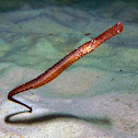 Broadnosed pipefish