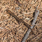 Eastern Water Skink