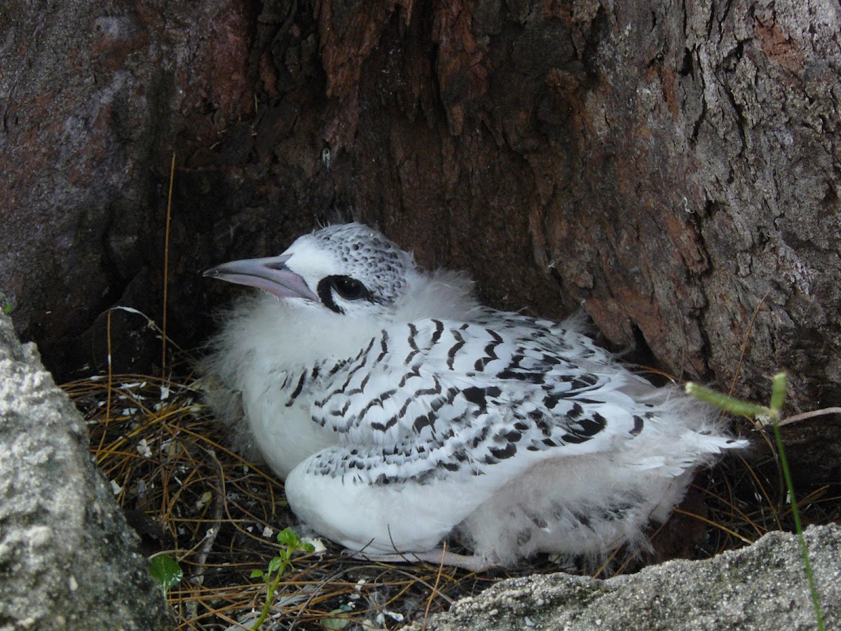 White-tailed Tropicbird, chick