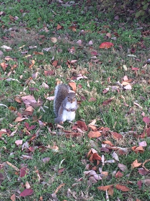 Eastern Gray Squirrel