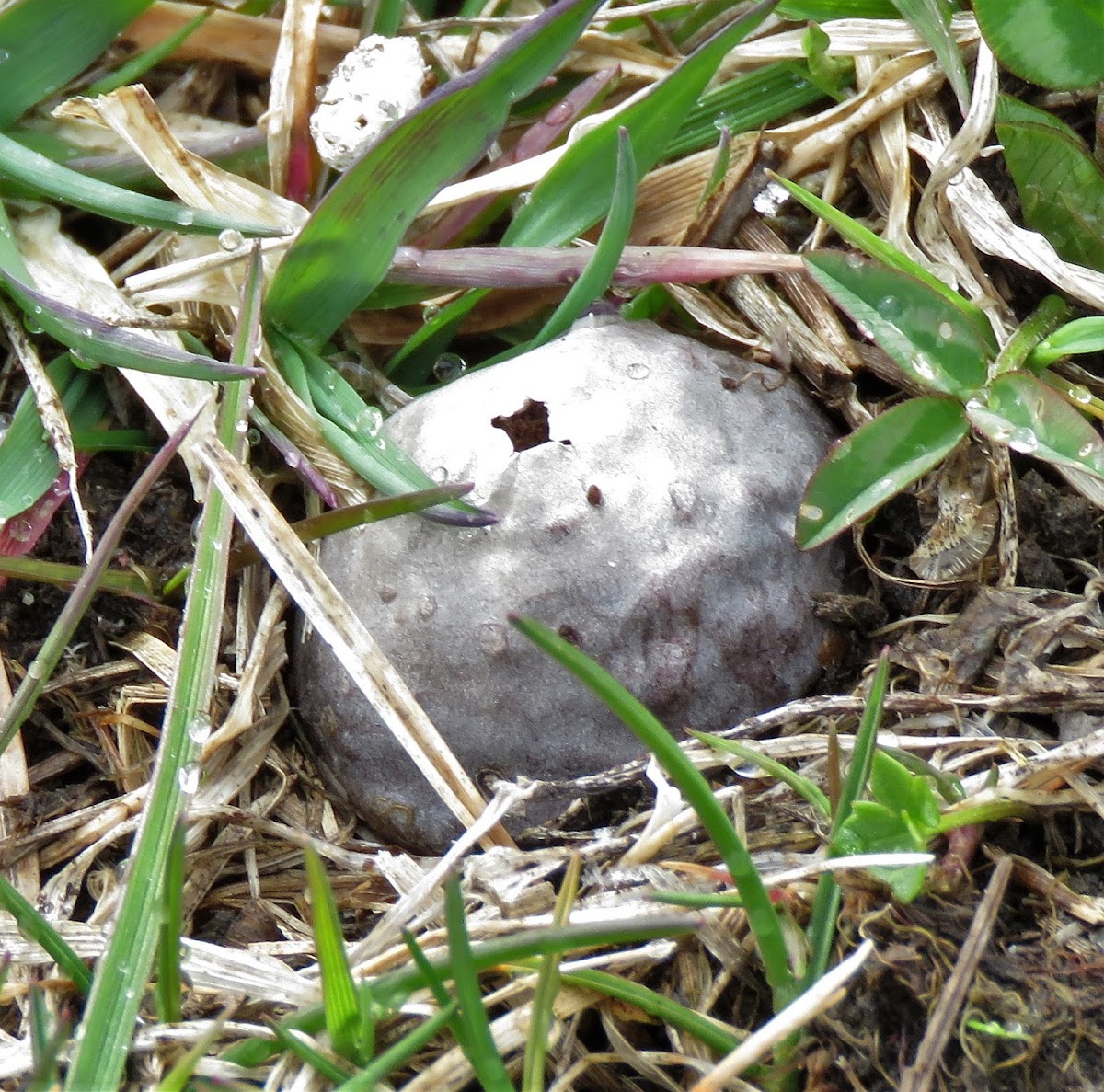 Puffball