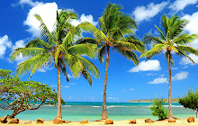 Palm Tree Wallpapers New Tab small promo image