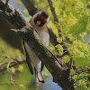 European Goldfinch