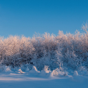 winter grass