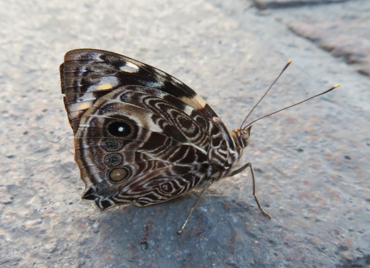 Blomfild's Beauty Butterfly