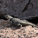 Spiny lizard