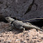 Spiny lizard