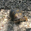 Eastern Box Turtle