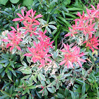 Japanese pieris