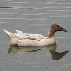 Domestic Duck