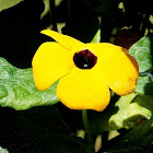 Blackeyed Susan Vine