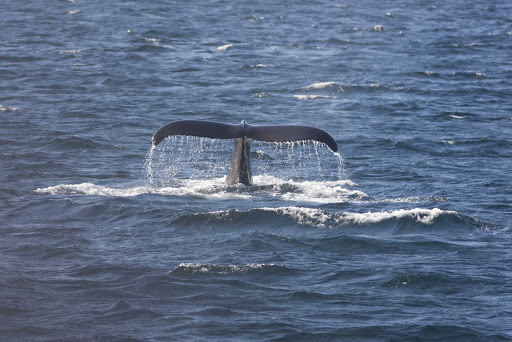 A whale tail spotted of the coast of  Avalon Peninsula, Newfoundland. 