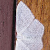 White Moth