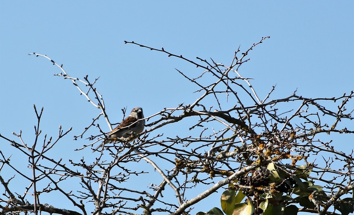 House Sparrow