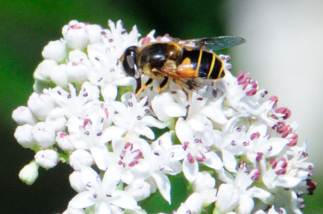 Hoverfly