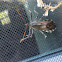 assassin bug