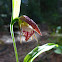 Ram's Head Lady's Slipper