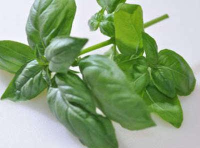 Basil plant not mine....