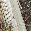 Little Black Ant