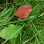 Dandelion w/reddening