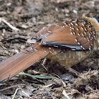 Spotted Laughingthrush