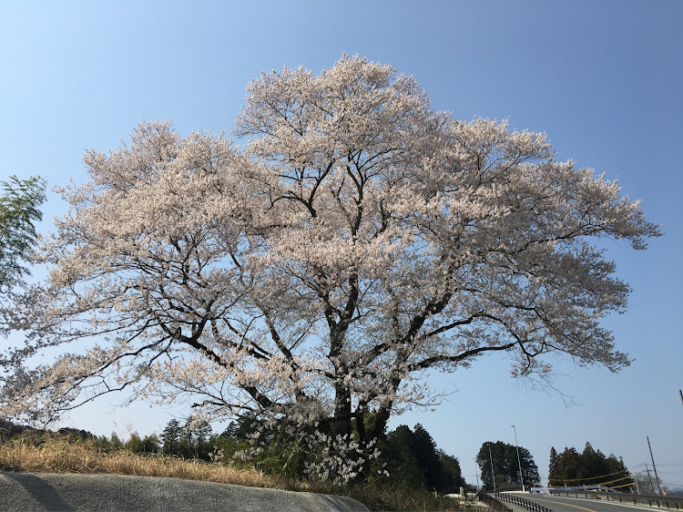 の投稿画像5枚目