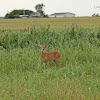 White-tailed Deer