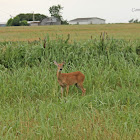 White-tailed Deer