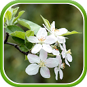 ダウンロード Springtime Live Wallpaper をインストールする 最新 APK ダウンローダ