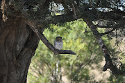 A pearl spotted owl.