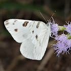 Checkered white (male)