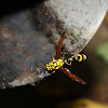 Potter Wasp