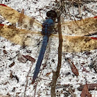 Purple Skimmer